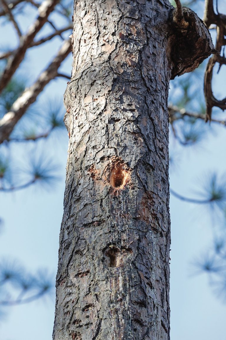 Bird Man - PineStraw Magazine